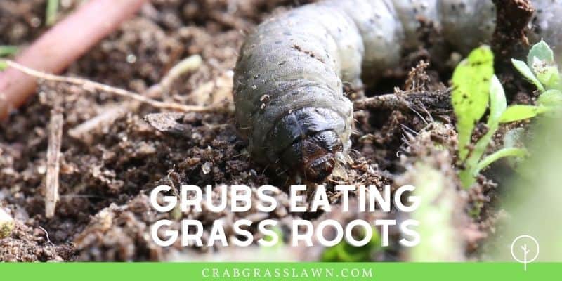 grubs eating grass roots