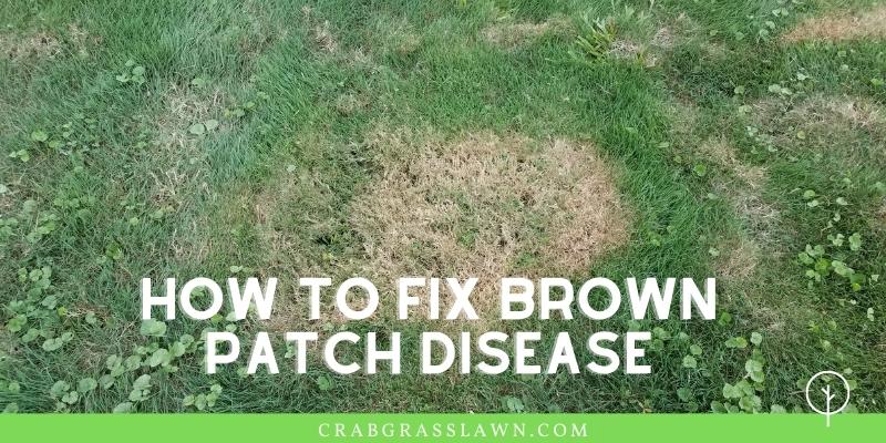 how to fix brown patch disease