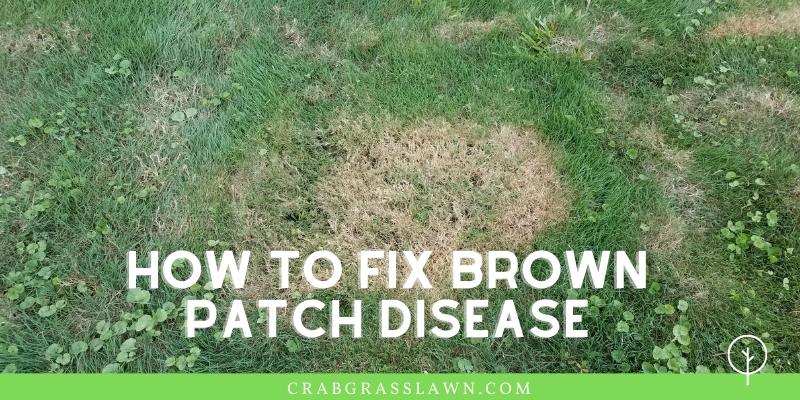 Getting Brown Spots In Your Lawn Causes How To Get Rid Of Brown