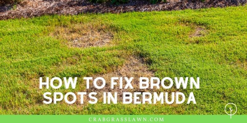 how to fix brown spots in bermuda grass