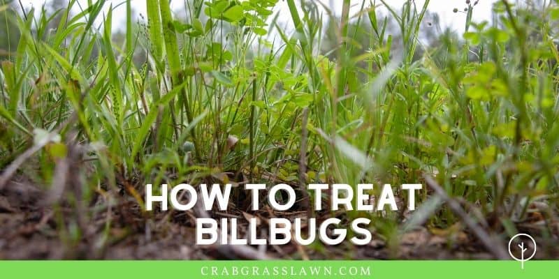 how to treat billbugs