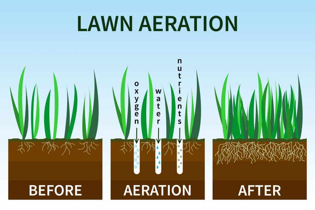 lawn aeration steps