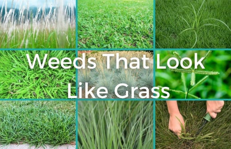 most common weeds that look like grass