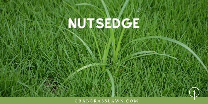 weeds that look like grass - nutsedge