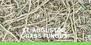 How to Treat St. Augustine Grass Fungus & Get Rid of Brown Patches in ...