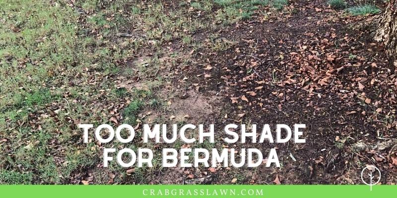 too much shade for bermuda grass