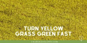 Why is My Grass Turning Yellow? 13 Reasons and How to Fix | CrabgrassLawn
