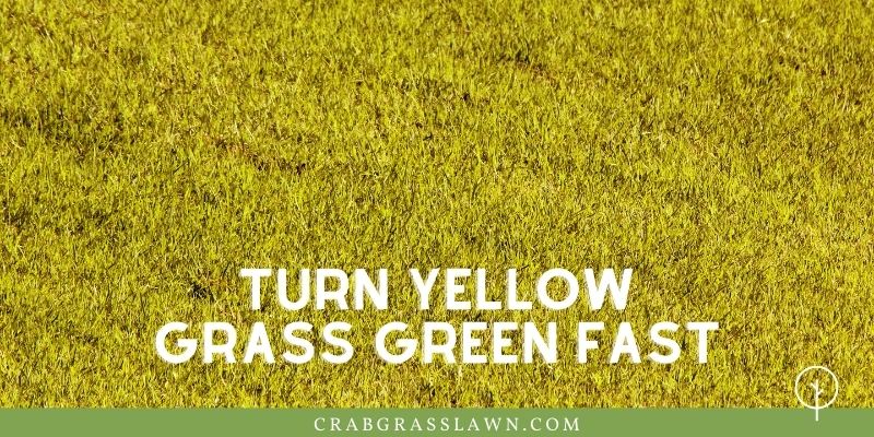 turn yellow grass green fast