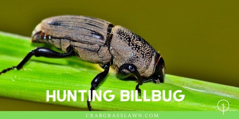 what does a hunting billbug look like