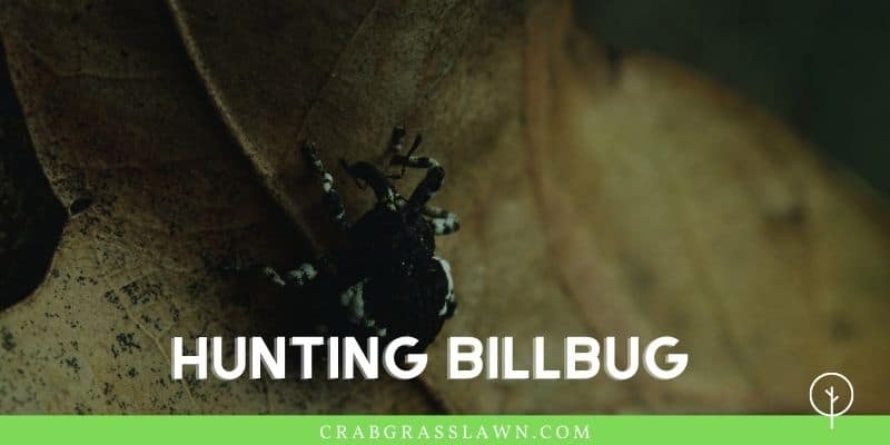 what does a hunting billbug look like1