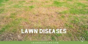 Why is My Grass Turning Yellow? 13 Reasons and How to Fix | CrabgrassLawn