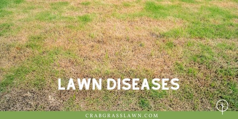 yellow grass lawn disease