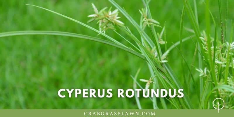 Cyperus rotundus