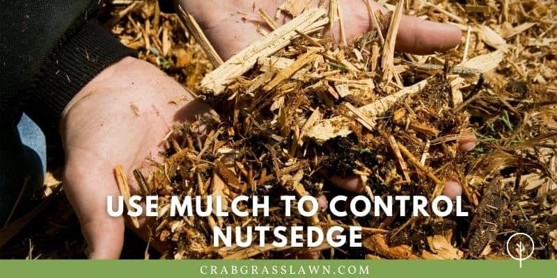 Use mulch to Control nutsedge