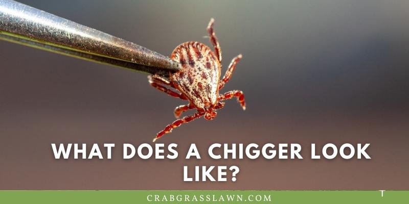 What Does A chigger look like?