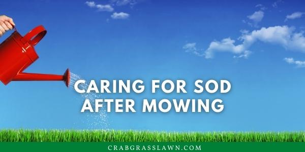 caring for sod after mowing