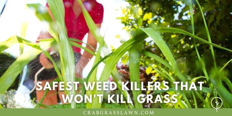 safest weed killers that won't kill grass