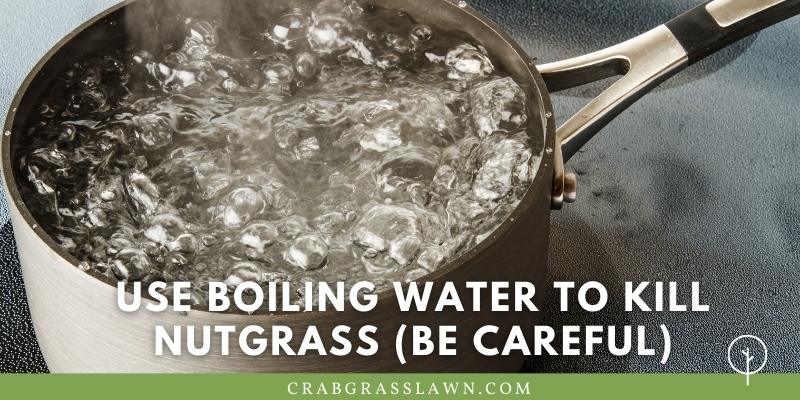use boiling water to kill nutgrass