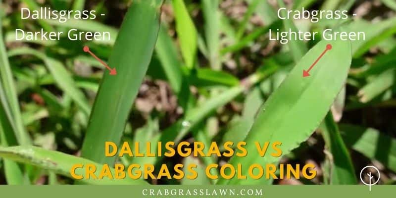 Dallisgrass vs. Crabgrass Coloring