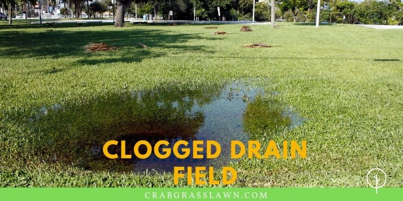 clogged drain field