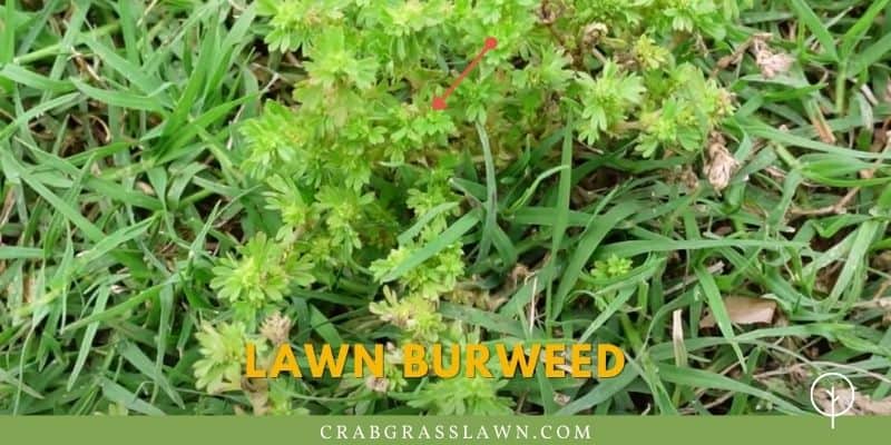 what does lawn burweed look like?