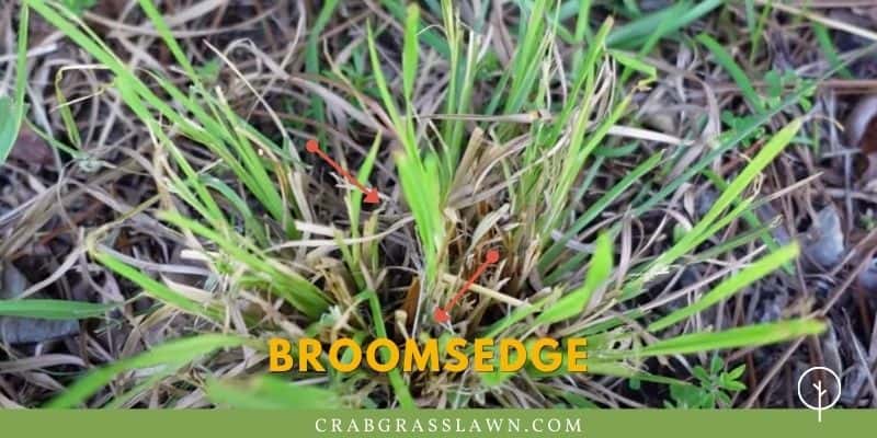 what does broomsedge look like