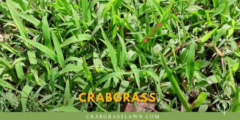 how to kill crabgrass