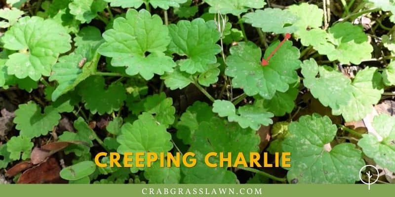 what does Creeping Charlie weed look like?