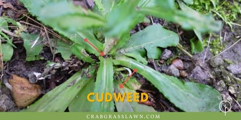 what does Cudweed look like?
