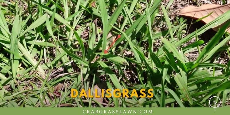 Dallisgrass identification