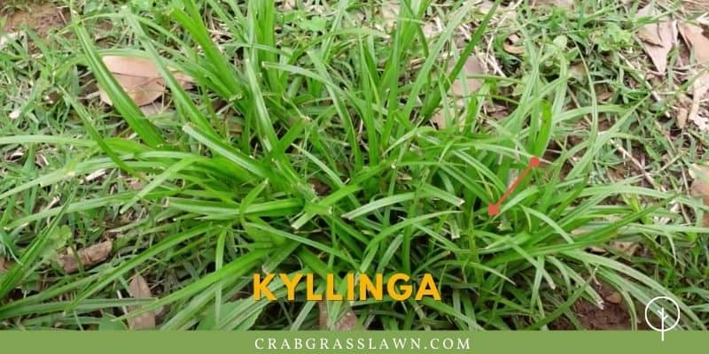what does Kyllinga weed look like