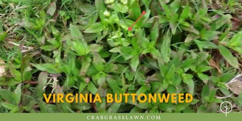 what does Virginia Buttonweed look like1