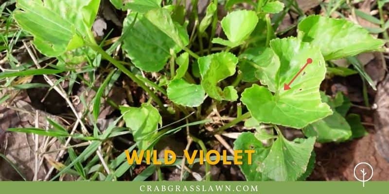 what does Wild Violet weed look like?