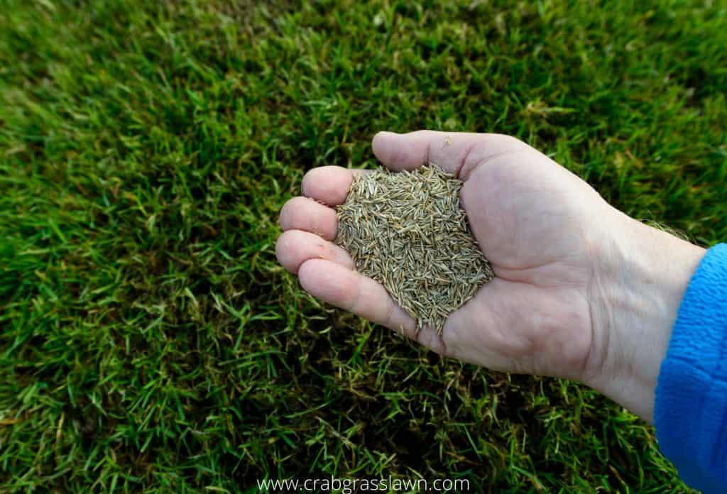 Best Grass Seed for Your Lawn