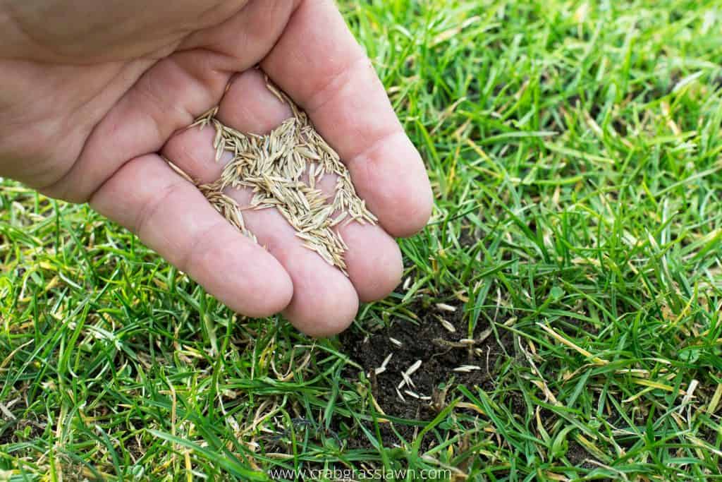 Overseed lawn