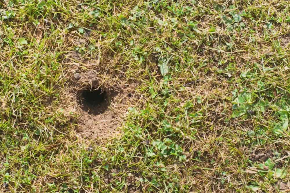 Holes In Lawn: Causes + How To Fill The Small Overnight Holes | CG Lawn