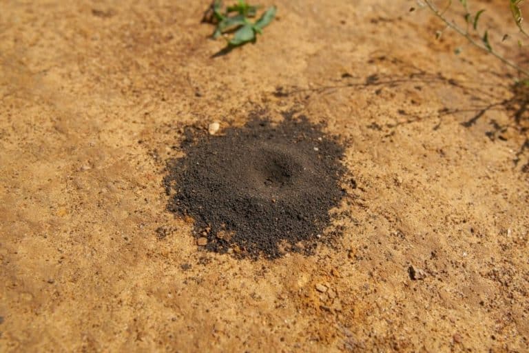 What Animal is Digging Small Holes in Yard? CrabgrassLawn