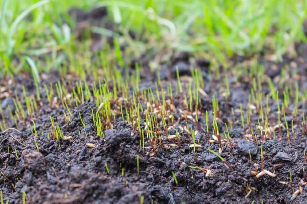 What Temperature Does Grass Seed Need To Germinate