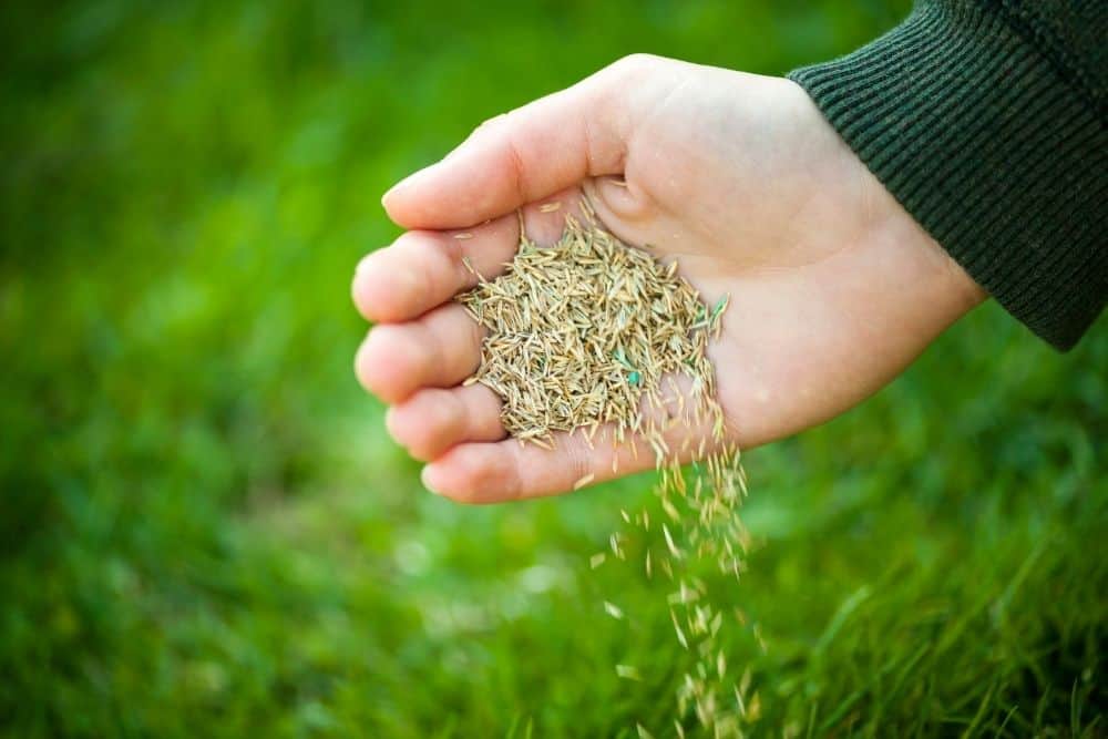 What Temperature Does Grass Seed Need To Germinate2