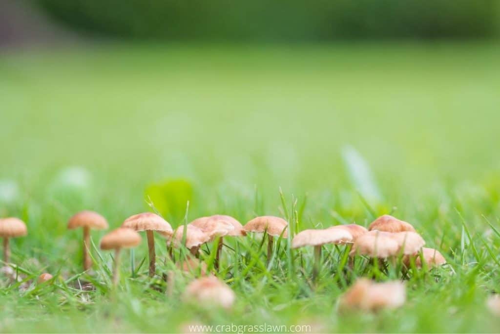 Killing mushrooms with dish soap