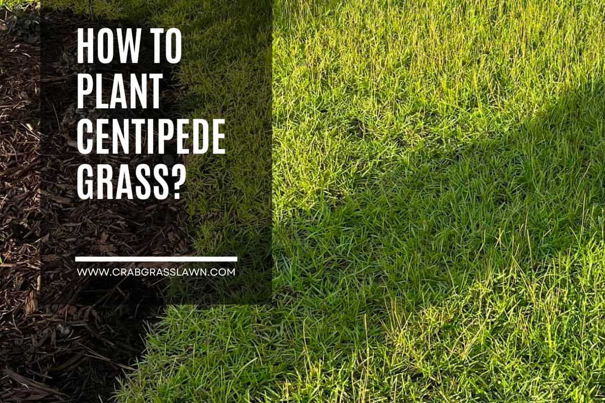 How To Plant Centipede Grass?