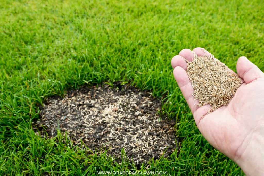 fixing burnt grass from fertilizer