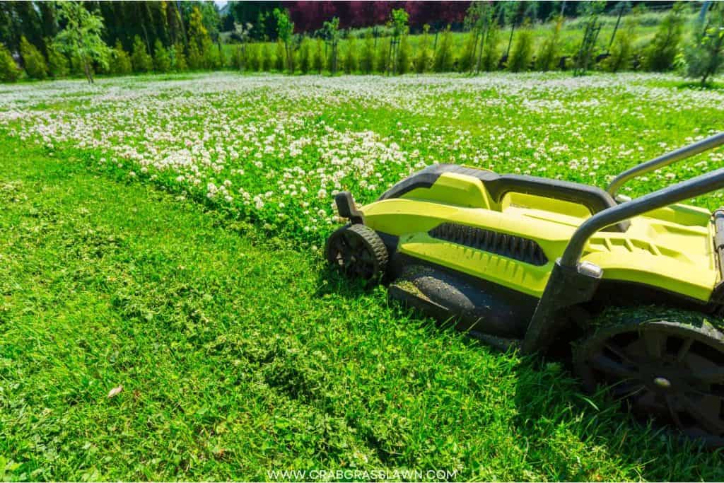 mowing clover lawn