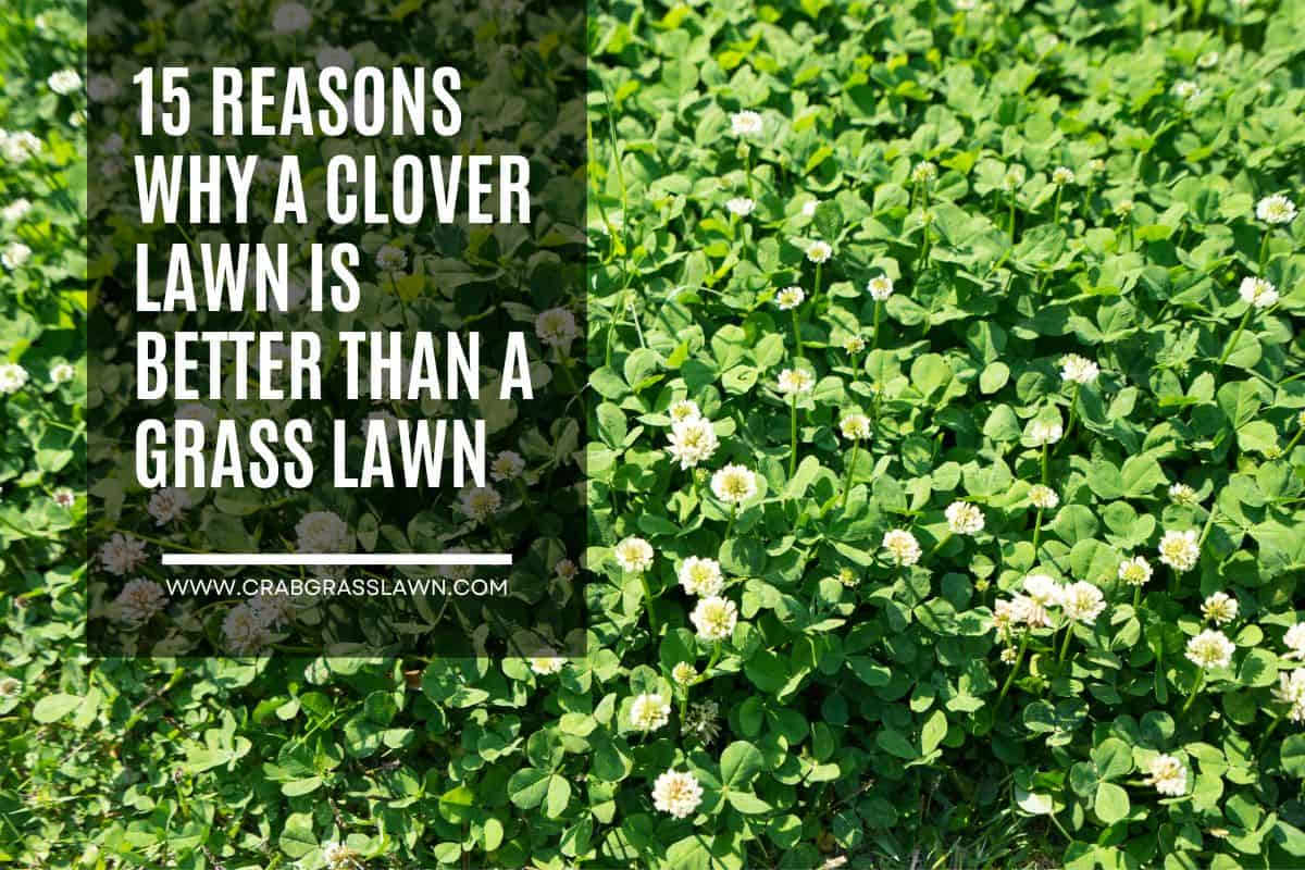 15 Reasons Why a Clover Lawn is Better Than a Grass Lawn