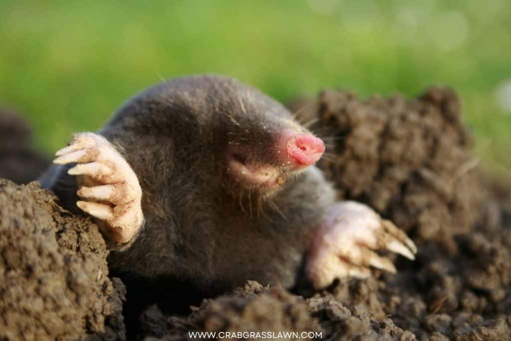 moles digging tunnels in the yard