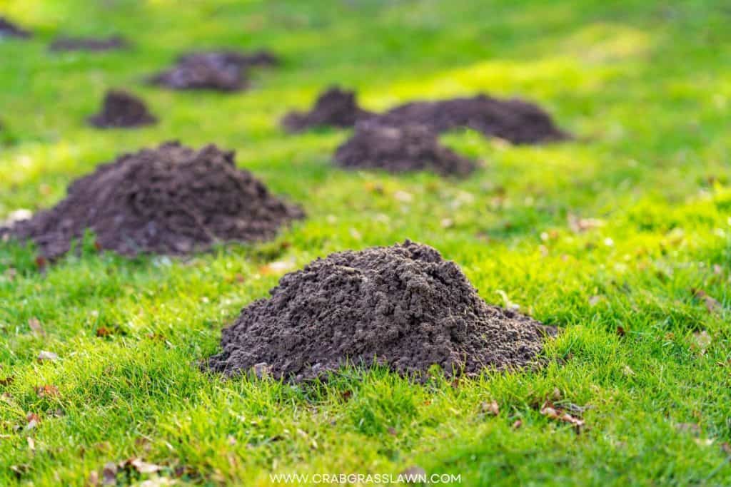 mole hills in yard