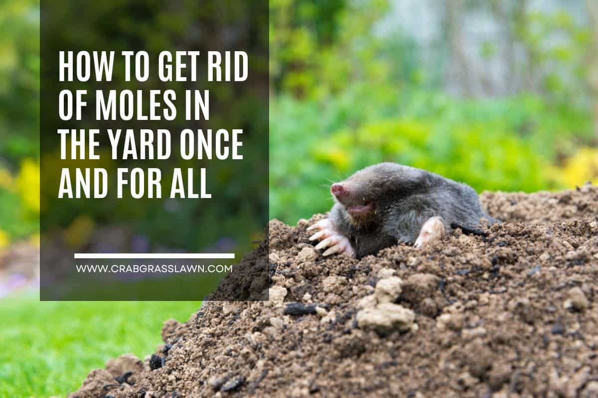 How to Get Rid of Moles in Yard