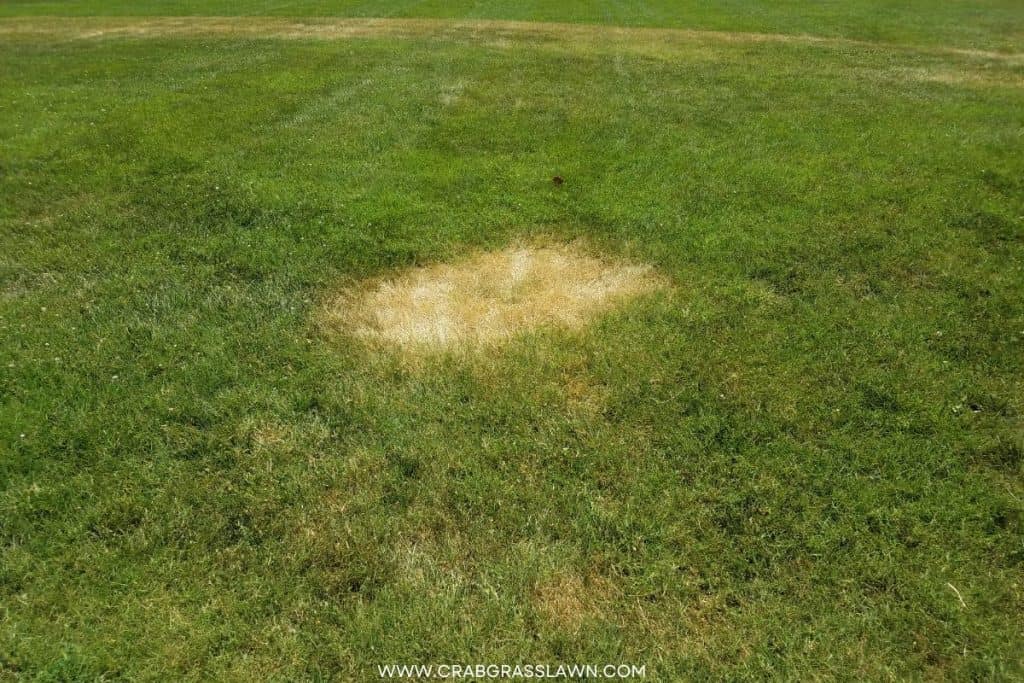 Fixing Burnt Grass Caused by Herbicide