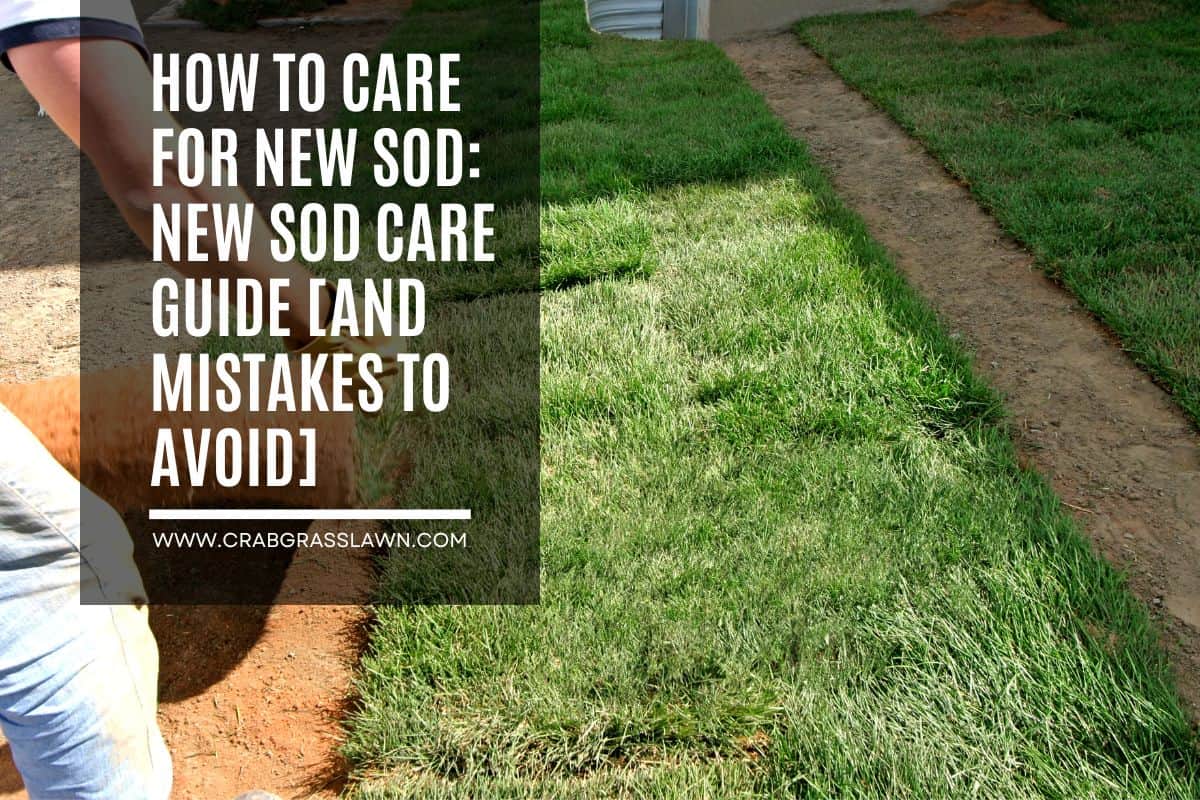 How To Care For New Sod - New Sod Care Guide