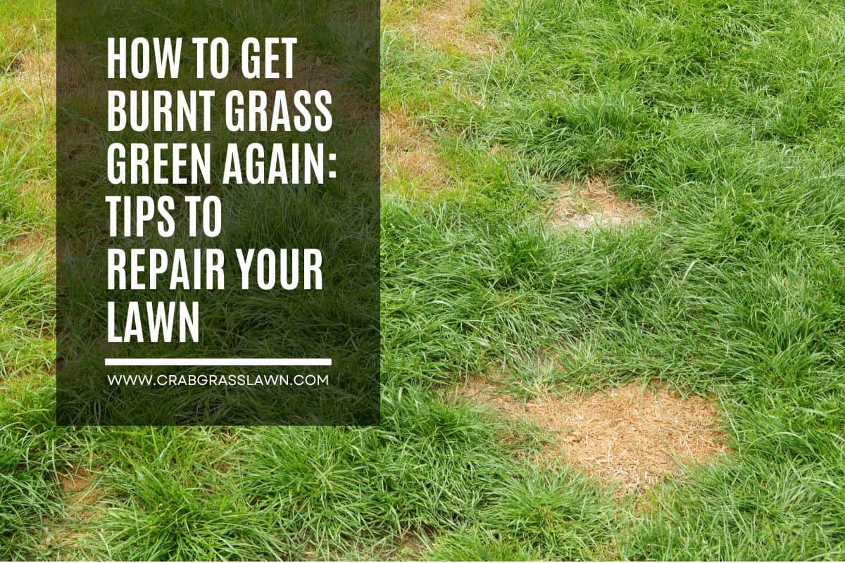 Fertilizer burn grass does lawn repair